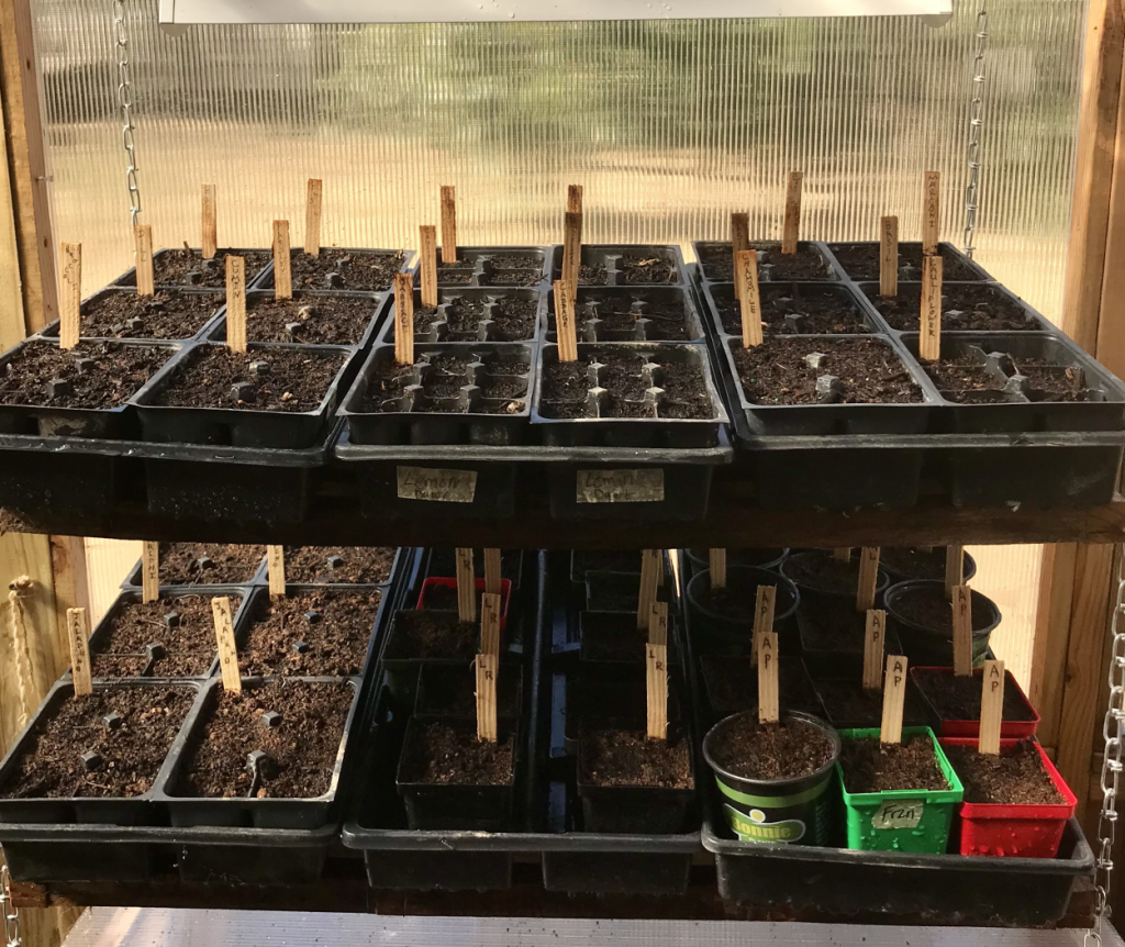 starting vegetable seeds indoors